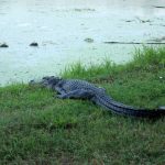 Brazos Bend State Park