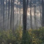 Sam Houston National Forest